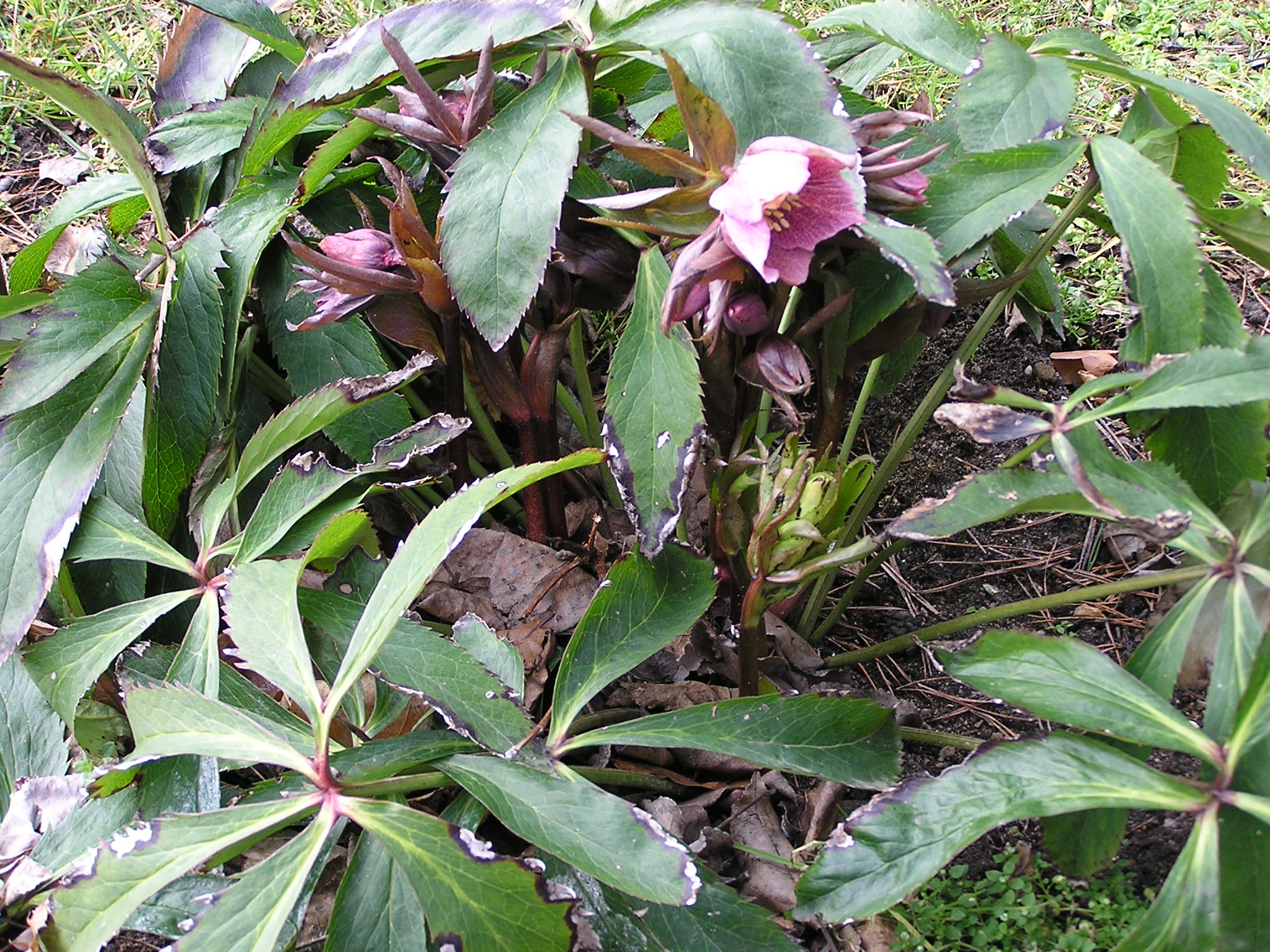 P3040122.JPG